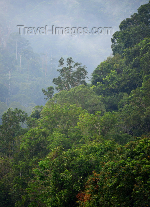 brunei126: Temburong District, Brunei Darussalam: misty rainforest, Borneo island jungle - photo by M.Torres - (c) Travel-Images.com - Stock Photography agency - Image Bank