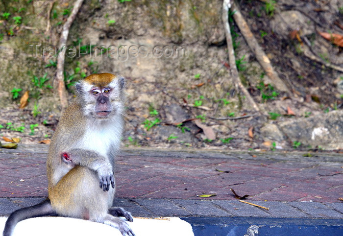 brunei3: Bandar Seri Begawan, Brunei Darussalam: Rhesus macaque (Macaca mulatta) at the Tasek Lama Recreational Park - photo by M.Torres - (c) Travel-Images.com - Stock Photography agency - Image Bank