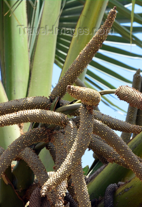 burkina-faso46: Ouagadougou, Burkina Faso: palm tree male inflorescence - complex spadix -  spike inflorescence having small flowers borne on a fleshy stem - photo by M.Torres - (c) Travel-Images.com - Stock Photography agency - Image Bank