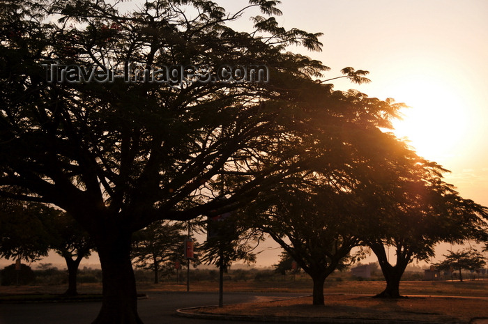 burundi3: Bujumbura, Burundi: tree silhouettes at sunrise - Bujumbura International Airport - BJM - photo by M.Torres - (c) Travel-Images.com - Stock Photography agency - Image Bank