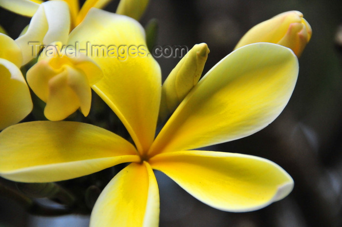 burundi39: Bujumbura, Burundi: yellow Frangipani flower - Plumeria - photo by M.Torres - (c) Travel-Images.com - Stock Photography agency - Image Bank