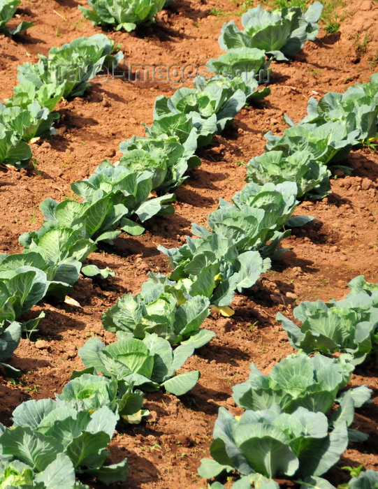 burundi47: Gitega / Kitega, Burundi: cabbage field - Brassica oleracea Linne - RN 2 - photo by M.Torres - (c) Travel-Images.com - Stock Photography agency - Image Bank