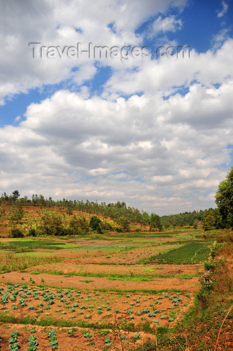 burundi48: Gitega / Kitega, Burundi: cultivated valley - agriculture along the RN 2 - photo by M.Torres - (c) Travel-Images.com - Stock Photography agency - Image Bank