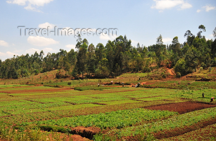 burundi70: Gitega province, Burundi: valley with verdant crops flanked by eucalyptus - agriculture in Burundi’s central plateau - photo by M.Torres - (c) Travel-Images.com - Stock Photography agency - Image Bank