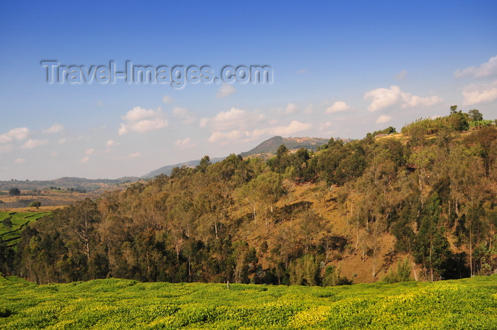 burundi81: Muramvya province, Burundi: hills dominate the landscape, here a typical view with tea fields and eucalyptus forest - photo by M.Torres - (c) Travel-Images.com - Stock Photography agency - Image Bank