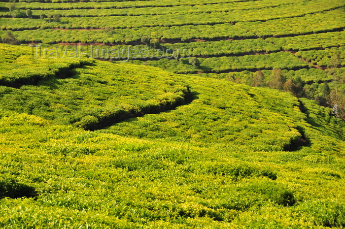 burundi82: Teza, Muramvya province, Burundi: tea cultivation - terraces on the hills - Camellia sinensis plant - photo by M.Torres - (c) Travel-Images.com - Stock Photography agency - Image Bank