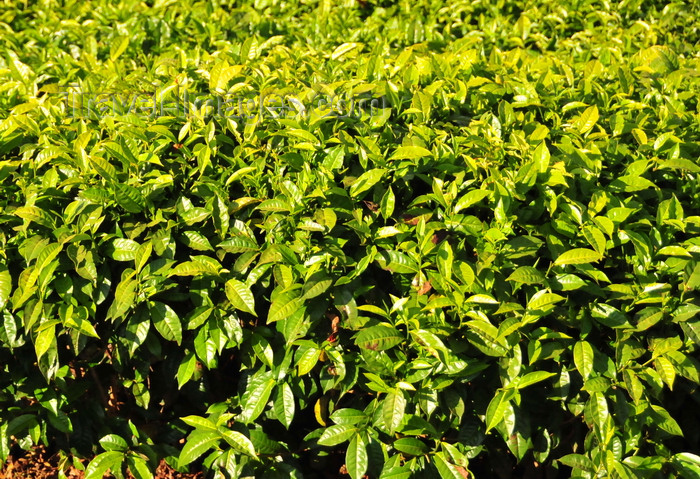 burundi83: Teza, Muramvya province, Burundi: tea leaves close-up - Camellia sinensis plant - most Burundian tea is exported, sold via the Mombasa Stock Market - Burundi produces tea of the 'Black' category, exported mainly to Pakistan, Oman, the UK and Egypt - Usine Theicole Teza - photo by M.Torres - (c) Travel-Images.com - Stock Photography agency - Image Bank