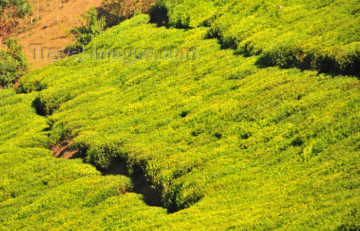 burundi84: Teza, Muramvya province, Burundi: tea plantation - Camellia sinensis plant - coffee and tea account for most of the country's foreign currency earnings - photo by M.Torres - (c) Travel-Images.com - Stock Photography agency - Image Bank