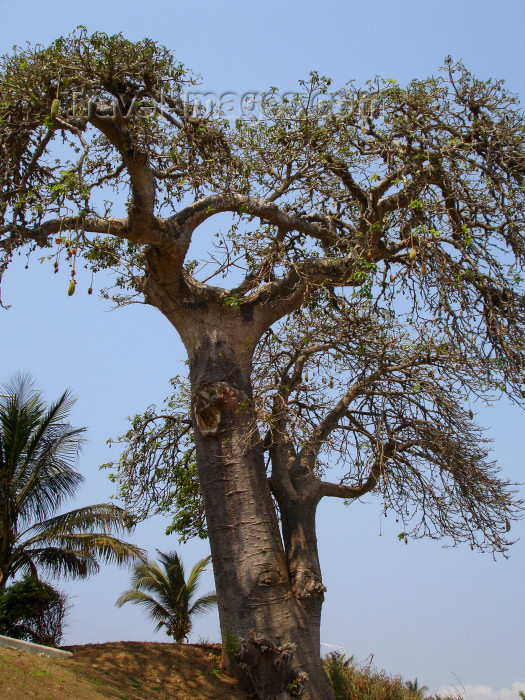 cabinda19: Cabinda - Cabinda - Malongo: baobab tree - / arvore - embondeiro - photo by A.Parissis - (c) Travel-Images.com - Stock Photography agency - Image Bank