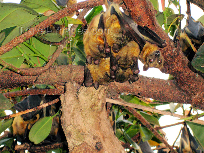 cabinda20: Cabinda - Cabinda - Malongo: cluster of bats hanging from a tree / morcegos pendurados numa árvore - photo by A.Parissis - (c) Travel-Images.com - Stock Photography agency - Image Bank