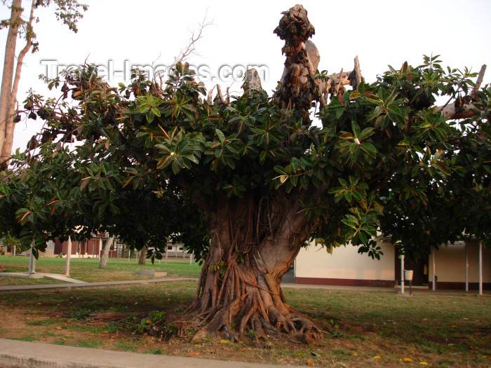 cabinda21: Cabinda - Cabinda - Malongo: old tree used as a residence for bats / arvore de borracha com uma colónia de morcegos - photo by A.Parissis - (c) Travel-Images.com - Stock Photography agency - Image Bank