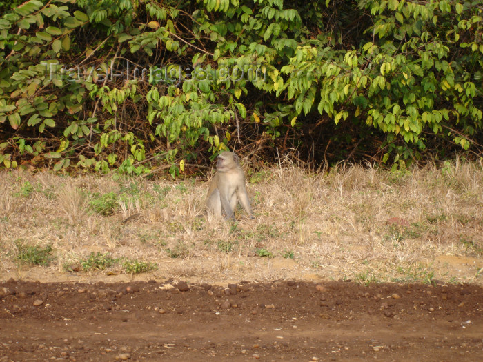 cabinda22: Cabinda - Cabinda - Malongo: monkey by the road side / macaco junto à estrada - photo by A.Parissis - (c) Travel-Images.com - Stock Photography agency - Image Bank