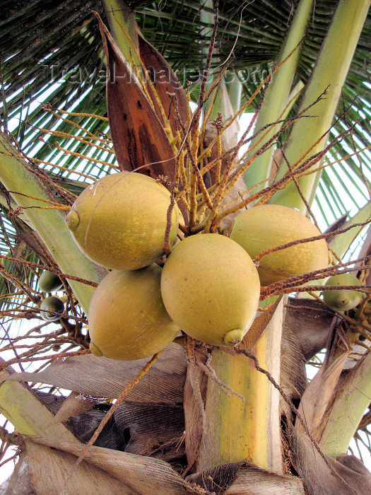 cabinda23: Cabinda - Cabinda - Malongo: coconuts / cocos no coqueiro - photo by A.Parissis - (c) Travel-Images.com - Stock Photography agency - Image Bank