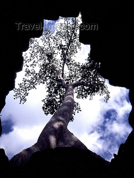 cambodia103: Angkor, Cambodia / Cambodge: nature finds a way - photo by J.Banks - (c) Travel-Images.com - Stock Photography agency - Image Bank