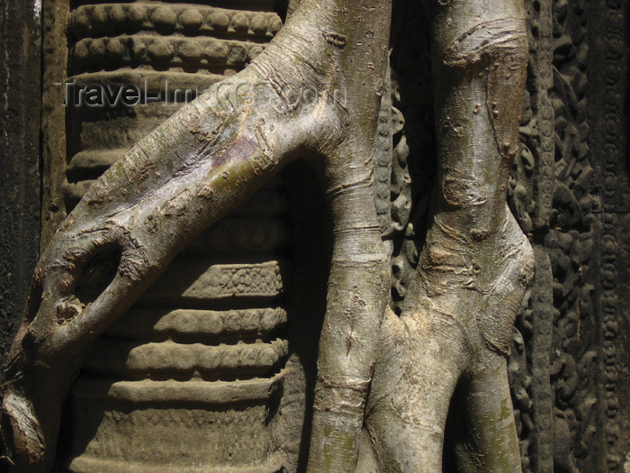 cambodia121: Angkor, Cambodia / Cambodge: Ta Prohm - the tropical jungle takes over - roots embrace the stone - photo by M.Samper - (c) Travel-Images.com - Stock Photography agency - Image Bank