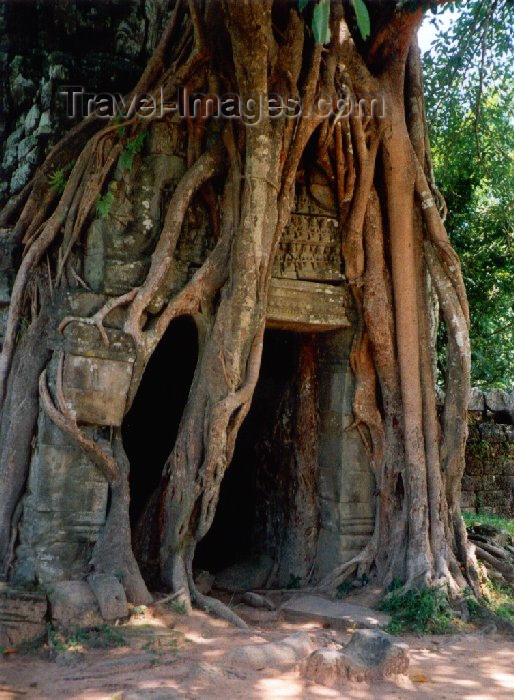 cambodia75: Angkor, Cambodia / Cambodge: Anglor Wat - the tropical jungle takes over - roots of a silk cotton tree - photo by Miguel Torres - (c) Travel-Images.com - Stock Photography agency - Image Bank