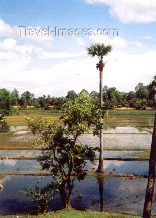 cambodia78: Angkor, Cambodia / Cambodge: rice fields in Lolei - Roluos group - photo by Miguel Torres - (c) Travel-Images.com - Stock Photography agency - Image Bank