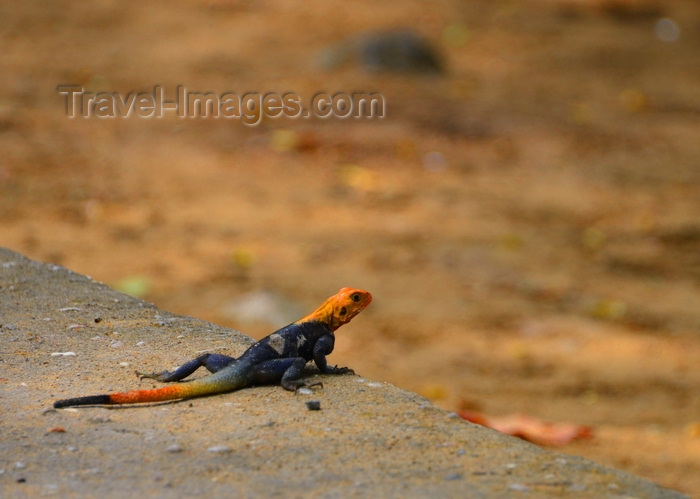 cameroon61: Cameroon, Douala: large colorful agama lizard looking at the distance - common agama, aka rainbow agama (Agama agama)  - photo by M.Torres - (c) Travel-Images.com - Stock Photography agency - Image Bank