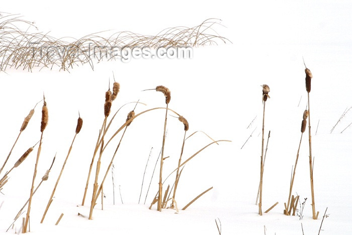 canada100: Canada / Kanada - Saskatchewan: winter scene - abstract on white background - photo by M.Duffy - (c) Travel-Images.com - Stock Photography agency - Image Bank