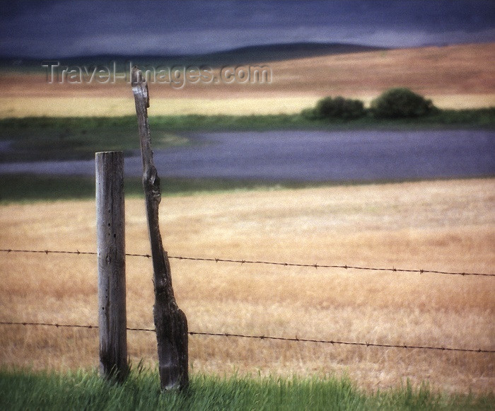 canada102: Canada / Kanada - Saskatchewan - Moose Jaw: old barbed wire fence, aged posts, crop in the field, trees on the hills - photo by M.Duffy - (c) Travel-Images.com - Stock Photography agency - Image Bank