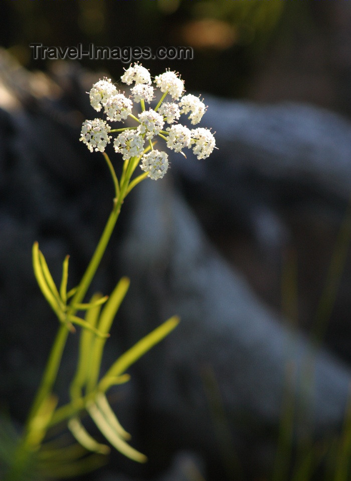 canada104: Canada / Kanada - Saskatchewan: single white flower - photo by M.Duffy - (c) Travel-Images.com - Stock Photography agency - Image Bank