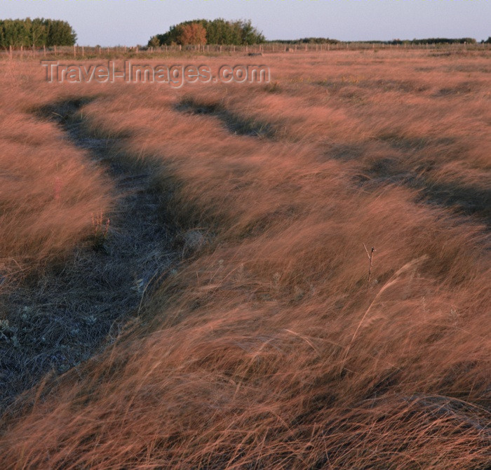 canada107: Canada / Kanada - Saskatchewan: tire tracks through a field - photo by M.Duffy - (c) Travel-Images.com - Stock Photography agency - Image Bank