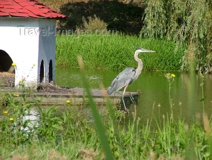 canada112: Vineland - Niagara Region, Ontario, Canada / Kanada: Blue Heron in a pond - photo by R.Grove - (c) Travel-Images.com - Stock Photography agency - Image Bank