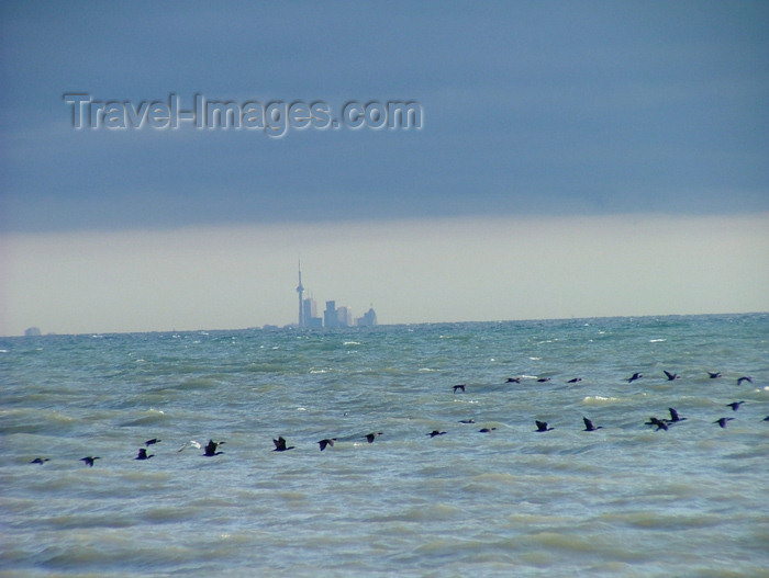 canada113: Vineland area, Ontario, Canada / Kanada: birds in migration, Toronto in view across lake Ontario - photo by R.Grove - (c) Travel-Images.com - Stock Photography agency - Image Bank