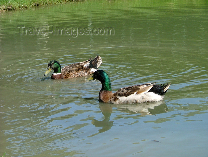 canada114: Lake Erie, Ontario, Canada / Kanada: Mallard ducks - Long beach park - photo by R.Grove - (c) Travel-Images.com - Stock Photography agency - Image Bank