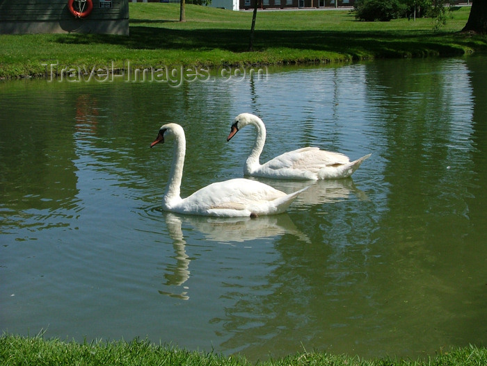 canada115: Canada / Kanada - Fonthill - Niagara Region, Ontario: pair of swans - photo by R.Grove - (c) Travel-Images.com - Stock Photography agency - Image Bank