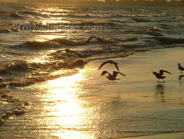 canada128: Vineland area, Ontario, Canada / Kanada: seagulls on golden sand - beach at sunset - photo by R.Grove - (c) Travel-Images.com - Stock Photography agency - Image Bank