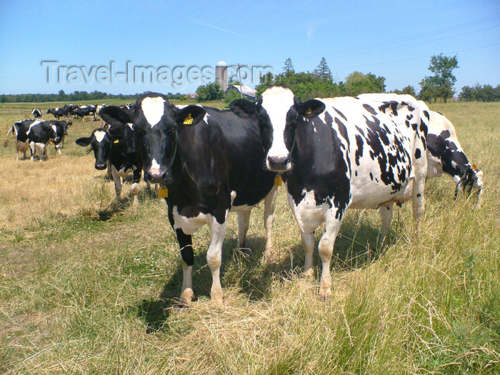 canada135: Canada / Kanada - Pelham/Fenwick, Ontario: cows - dairy farm - grazing animals - photo by R.Grove - (c) Travel-Images.com - Stock Photography agency - Image Bank