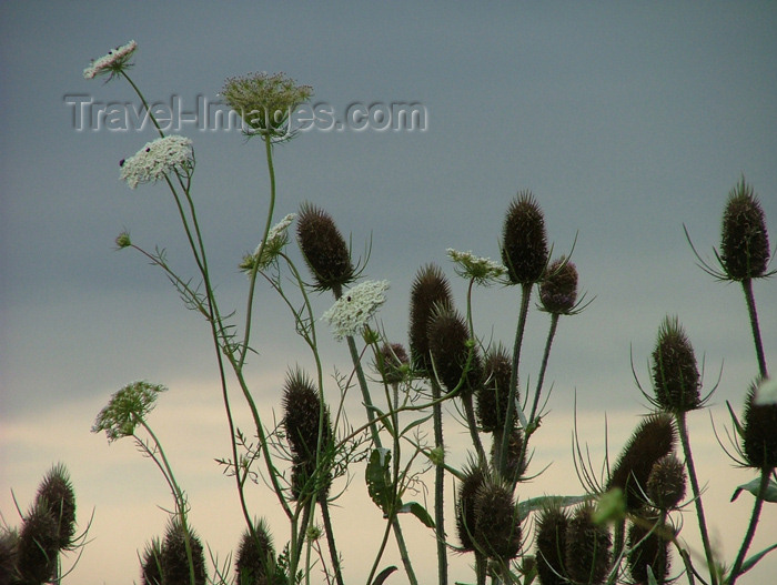 canada139: Canada / Kanada - Lake Erie, Ontario: thistles in the wind - photo by R.Grove - (c) Travel-Images.com - Stock Photography agency - Image Bank