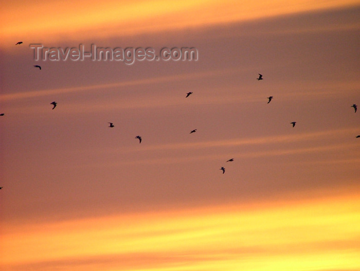 canada143: Canada / Kanada - Beamsville area, Niagara region, Ontario: migrating birds - photo by R.Grove - (c) Travel-Images.com - Stock Photography agency - Image Bank