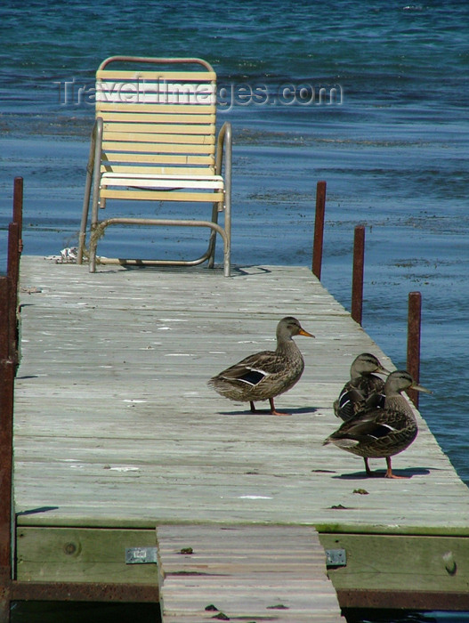 canada146: Canada / Kanada - Pelham - Niagara Region, Ontario: ducks on a pier - photo by R.Grove - (c) Travel-Images.com - Stock Photography agency - Image Bank