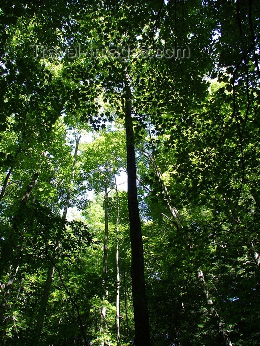 canada147: Canada / Kanada - Pelham / Fenwick, Ontario: dense forest - photo by R.Grove - (c) Travel-Images.com - Stock Photography agency - Image Bank