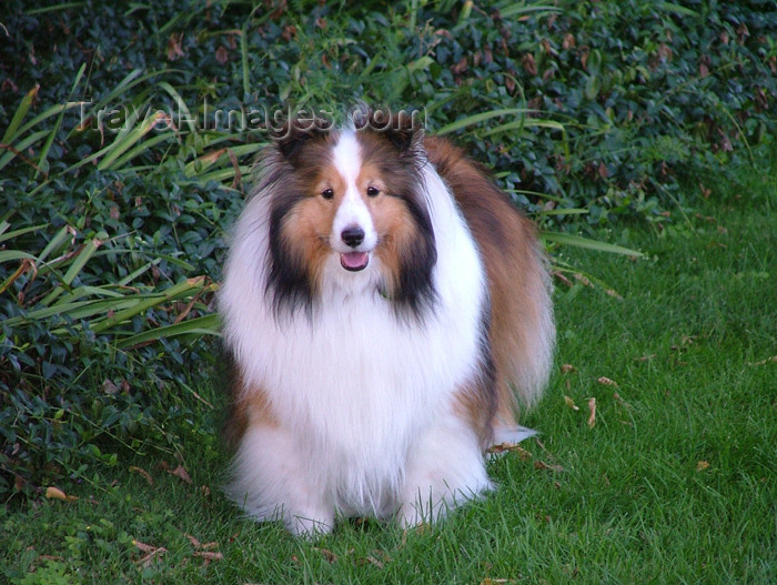 canada149: Niagara Falls, Ontario, Canada / Kanada: Sheltie - Shetland Sheepdog - photo by R.Grove - (c) Travel-Images.com - Stock Photography agency - Image Bank