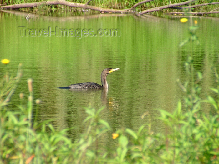 canada167: Vineland - Niagara Region, Ontario, Canada / Kanada: comorant in a pond - Canadian fauna - photo by R.Grove - (c) Travel-Images.com - Stock Photography agency - Image Bank