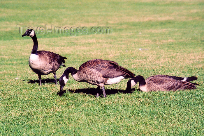 canada184: Canada / Kanada - Calgary (Alberta): Prince Island Park - geese (photo by M.Torres) - (c) Travel-Images.com - Stock Photography agency - Image Bank