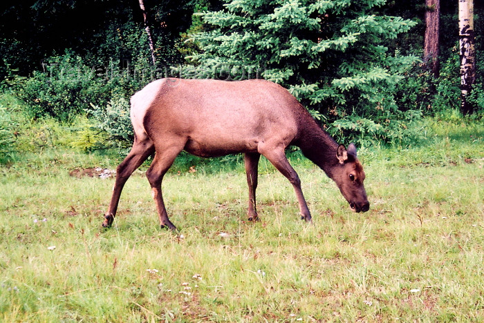 canada202: Canada / Kanada - Jasper National Park (Alberta): caribou grazing - Rangifer tarandus - photo by M.Torres - (c) Travel-Images.com - Stock Photography agency - Image Bank