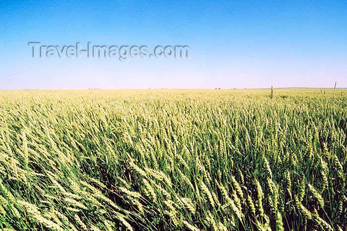 canada217: Canada / Kanada - Beiseker, Alberta: wheat field - crop - photo by M.Torres - (c) Travel-Images.com - Stock Photography agency - Image Bank