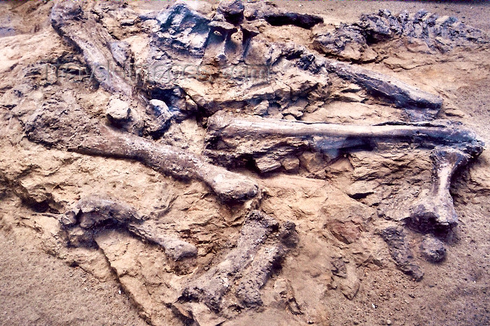 canada225: Canada / Kanada - Dinosaur Provincial Park, Alberta: a dinosaur's bones - photo by M.Torres - (c) Travel-Images.com - Stock Photography agency - Image Bank