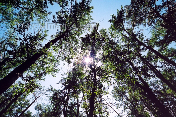 canada250: Canada / Kanada - Calgary, Alberta: forest on St Patrick's island - photo by M.Torres - (c) Travel-Images.com - Stock Photography agency - Image Bank