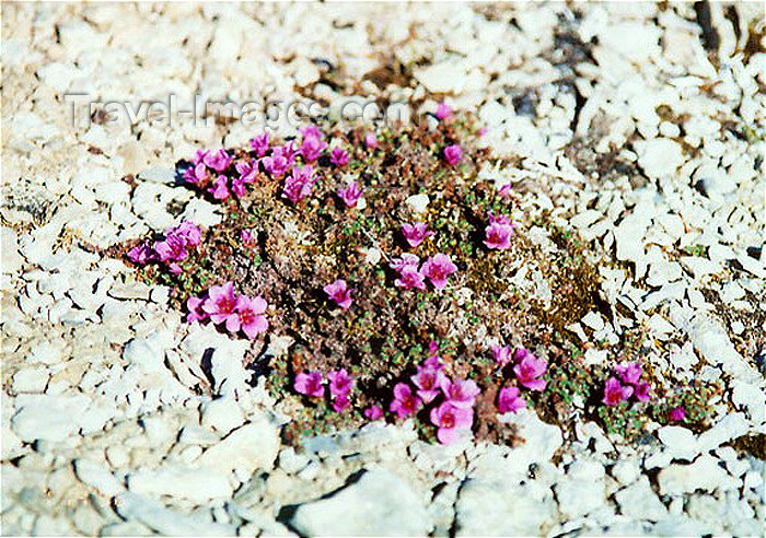 canada27: Canada - flowering vegetation (Nunavut) - photo by G.Frysinger - (c) Travel-Images.com - Stock Photography agency - Image Bank