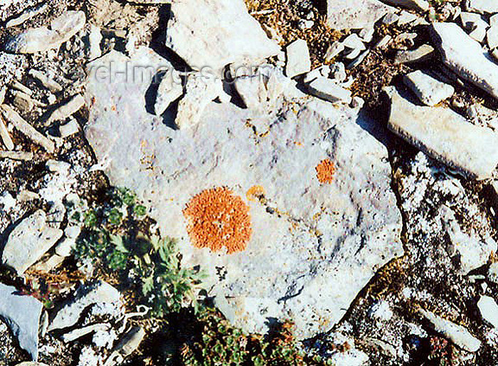 canada28: Nunavut, Canada: lichens and stones - photo by G.Frysinger - (c) Travel-Images.com - Stock Photography agency - Image Bank