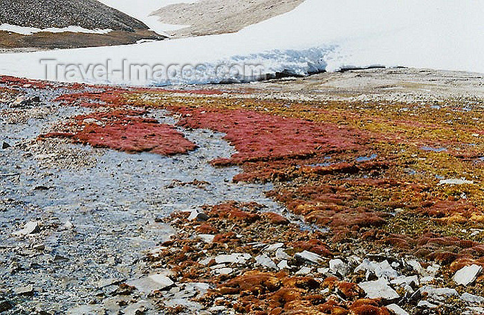 canada29: Canada - Resolute bay (Nunavut): snow and spring vegetation - photo by G.Frysinger - (c) Travel-Images.com - Stock Photography agency - Image Bank