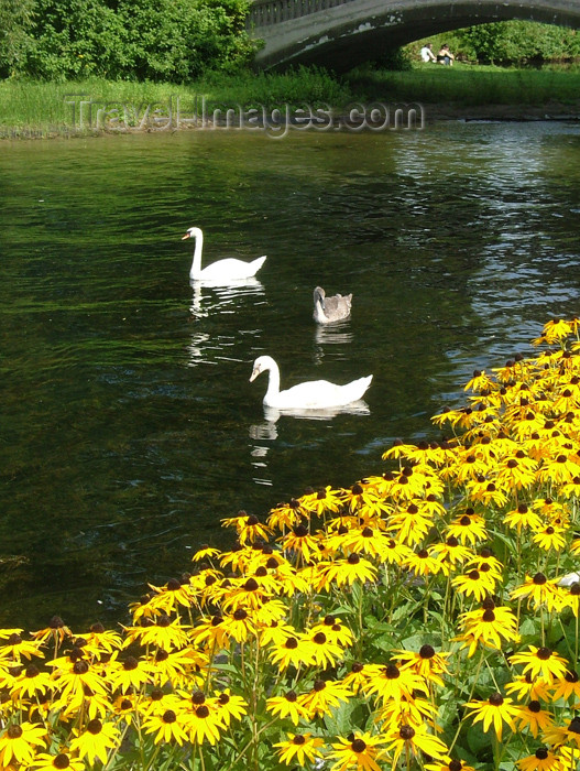 canada292: Toronto, Ontario, Canada / Kanada: swans - Centre Island - photo by R.Grove - (c) Travel-Images.com - Stock Photography agency - Image Bank