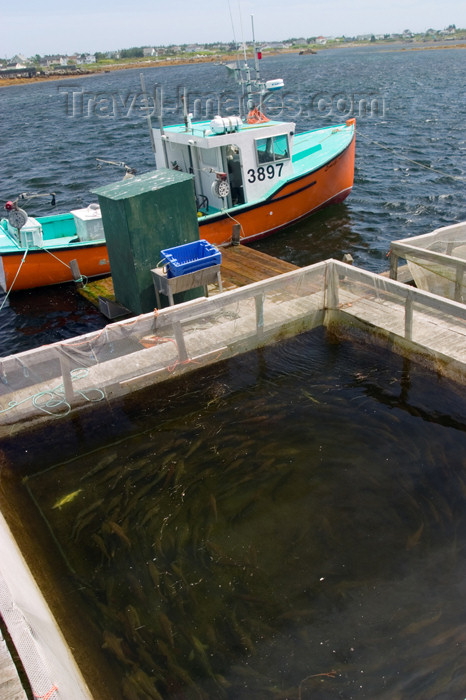 canada359: Haddock holding pen with fishing boat at the dock in Woods Harbour in western Nova Scotia, Canada - photo by D.Smith - (c) Travel-Images.com - Stock Photography agency - Image Bank