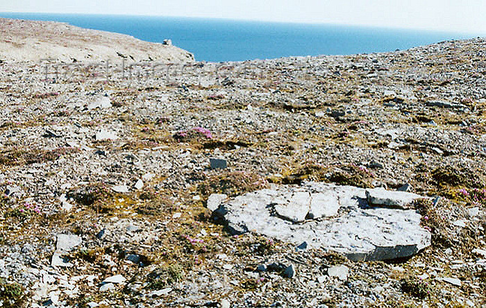 canada365: Prince Leopold island, Nunavut, Canada: vegetation - photo by G.Frysinger - (c) Travel-Images.com - Stock Photography agency - Image Bank