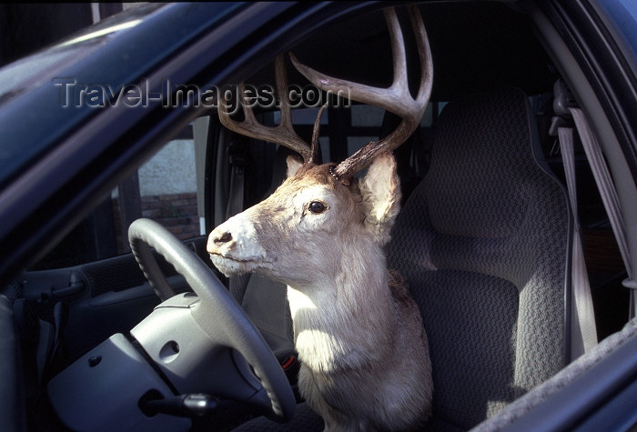 canada377: Canada / Kanada - Chemainus (BC): local driver - photo by F.Rigaud - (c) Travel-Images.com - Stock Photography agency - Image Bank